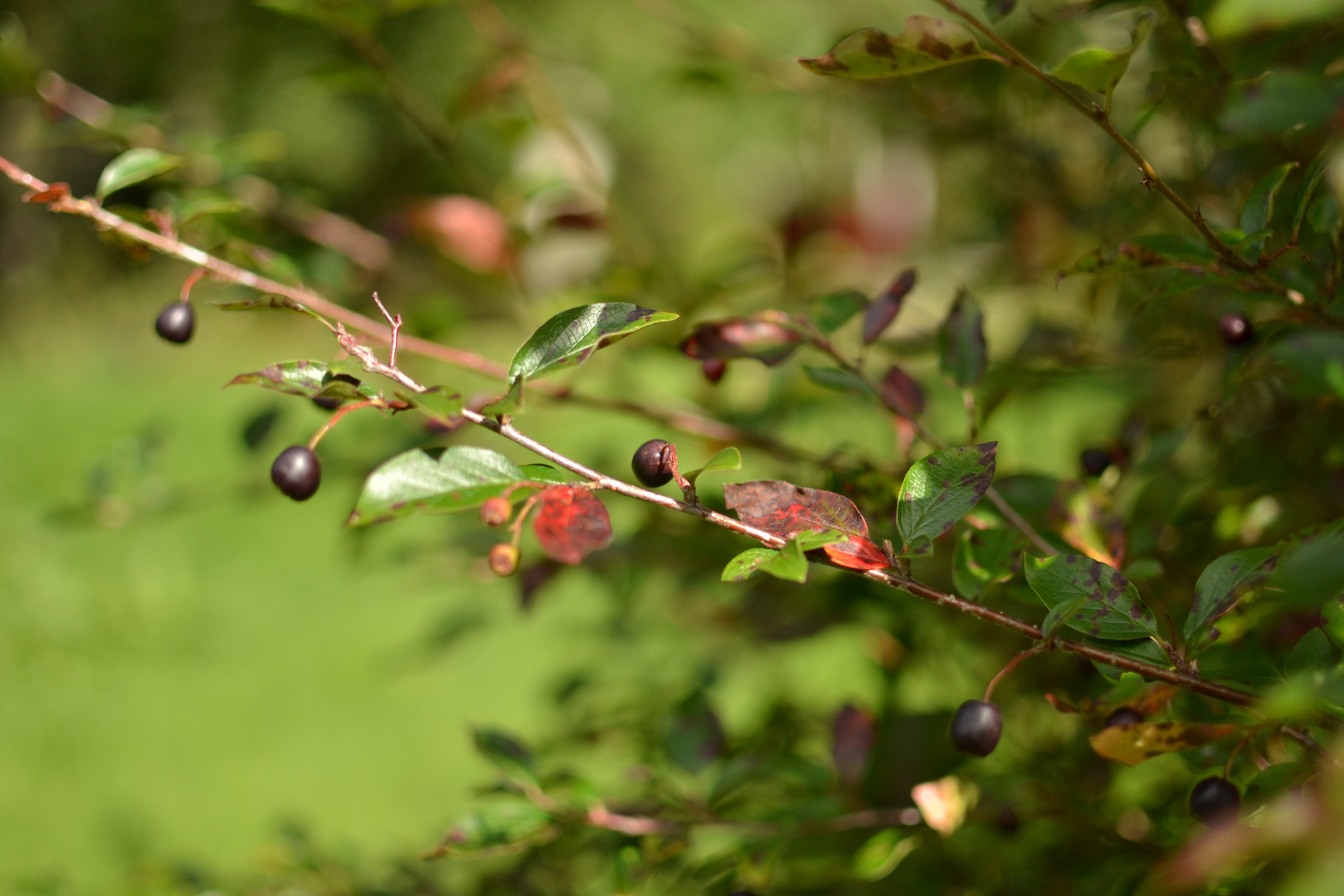 Beeren