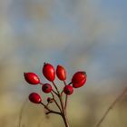 Beeren