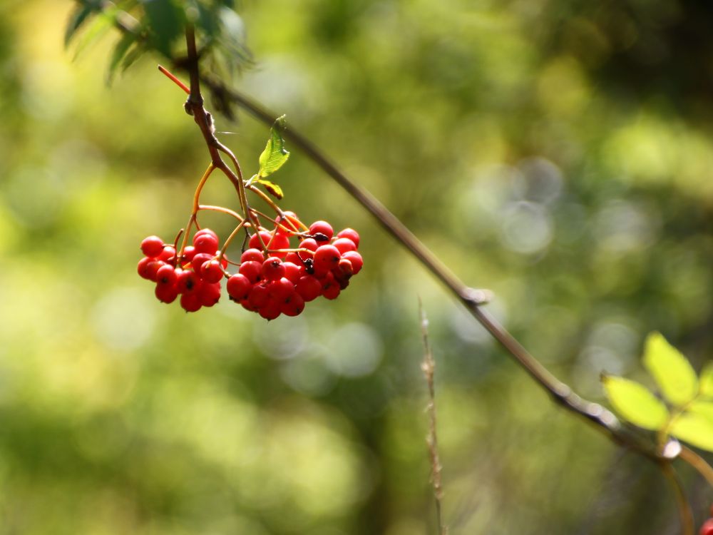 Beeren