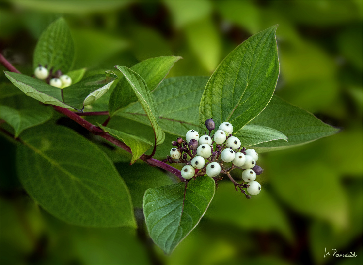 Beeren ....