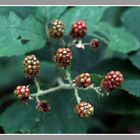 Beeren 2