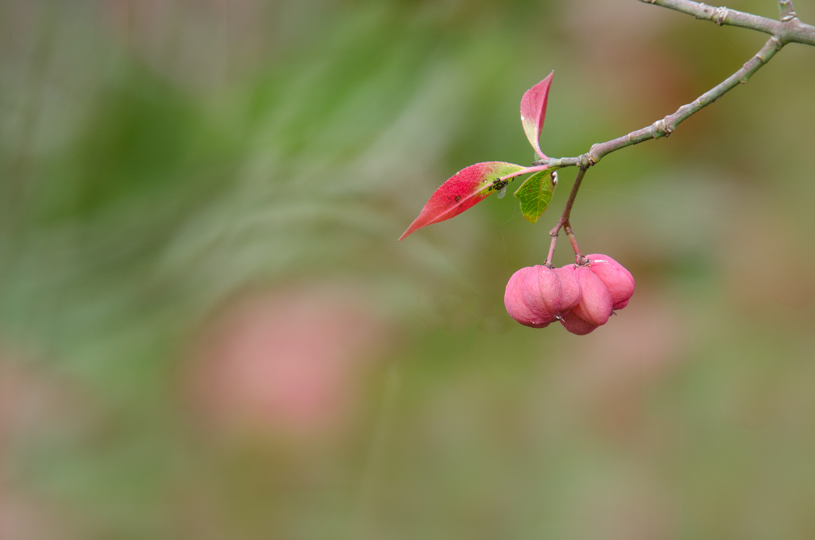 Beeren 2