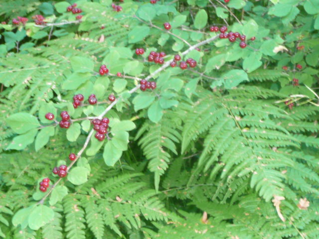 Beeren 2013 07