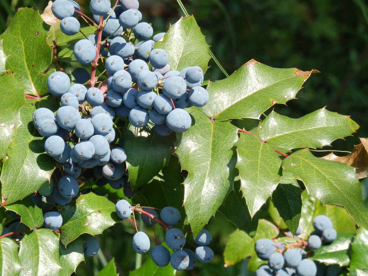 Beeren