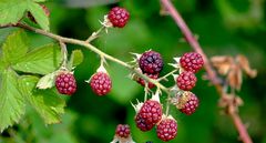 Beeren