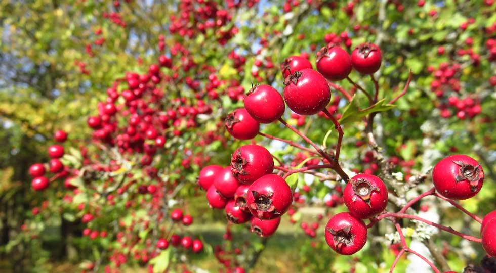 Beeren...