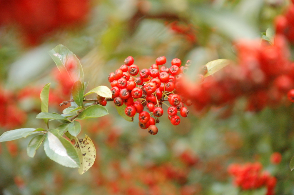 Beeren