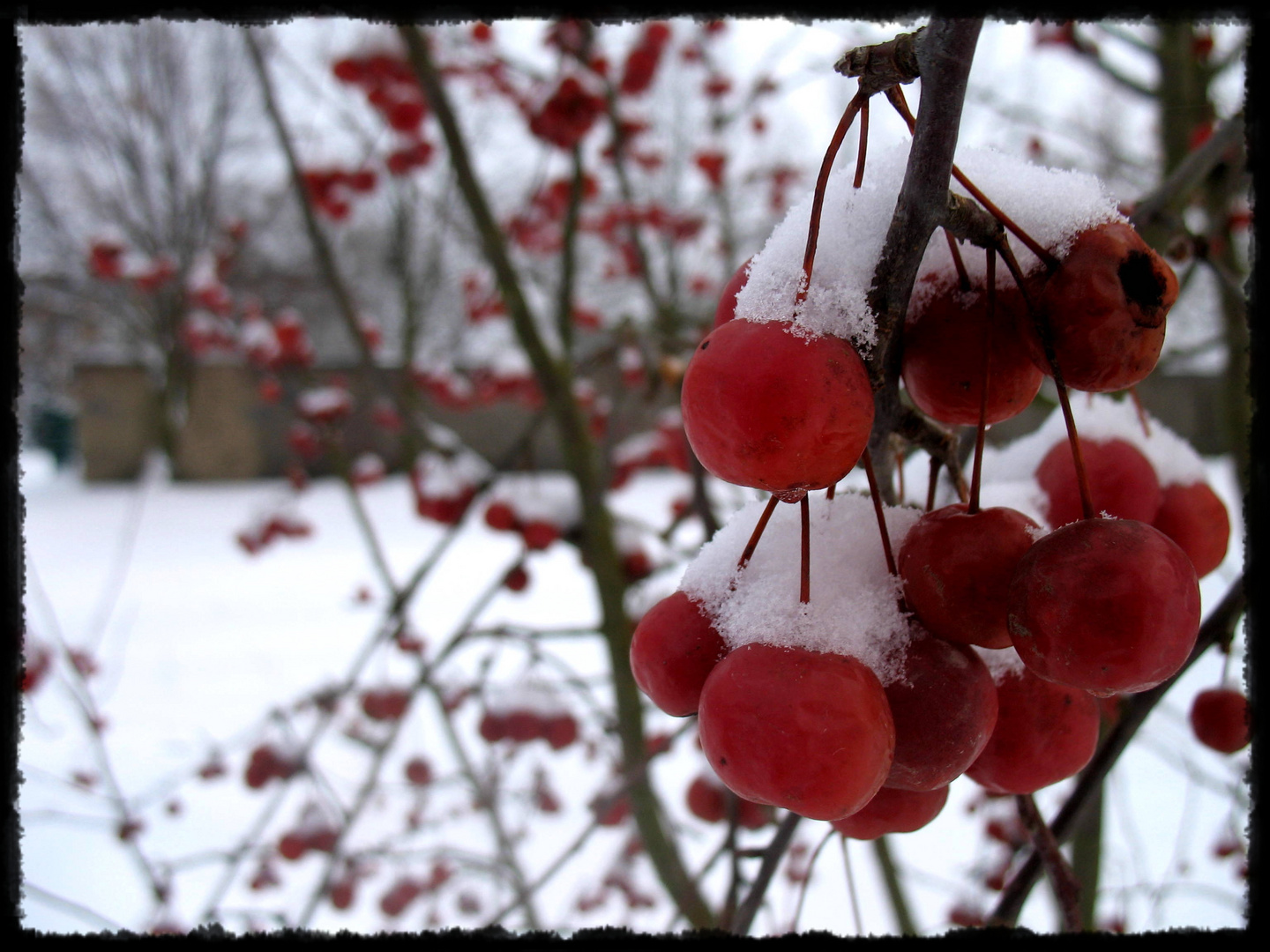 Beeren