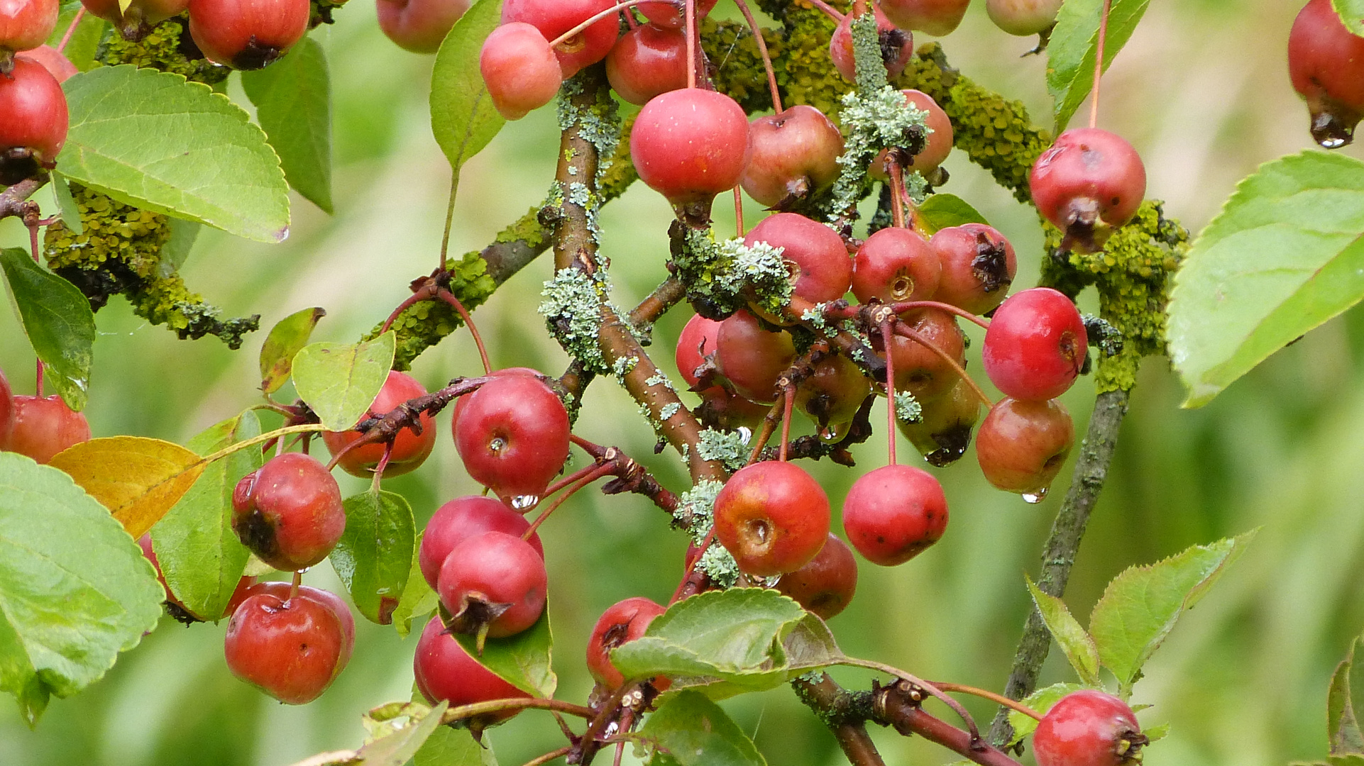 Beeren  