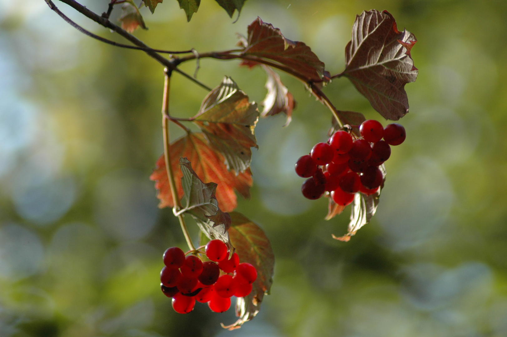 Beeren