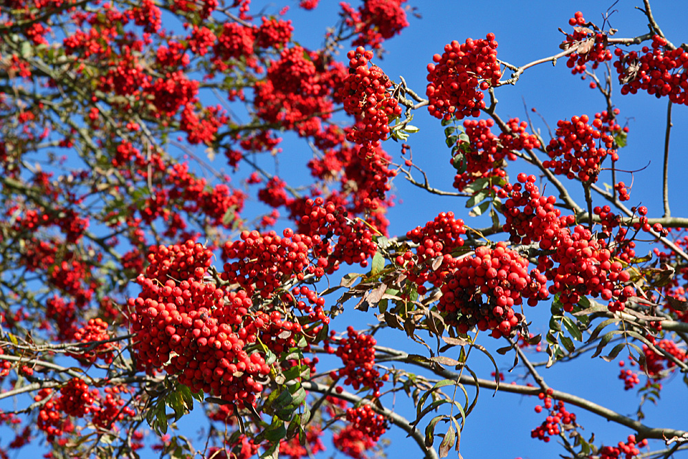 Beeren