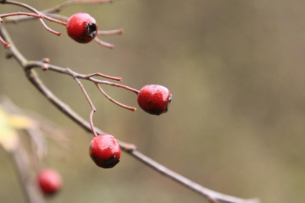 Beeren