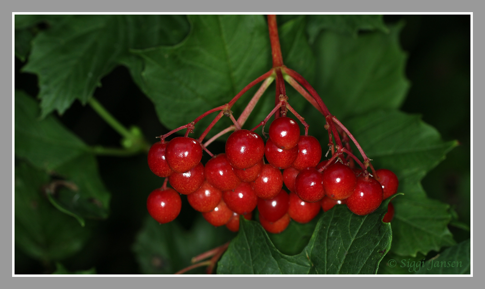 Beeren 4