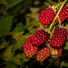 Beeren