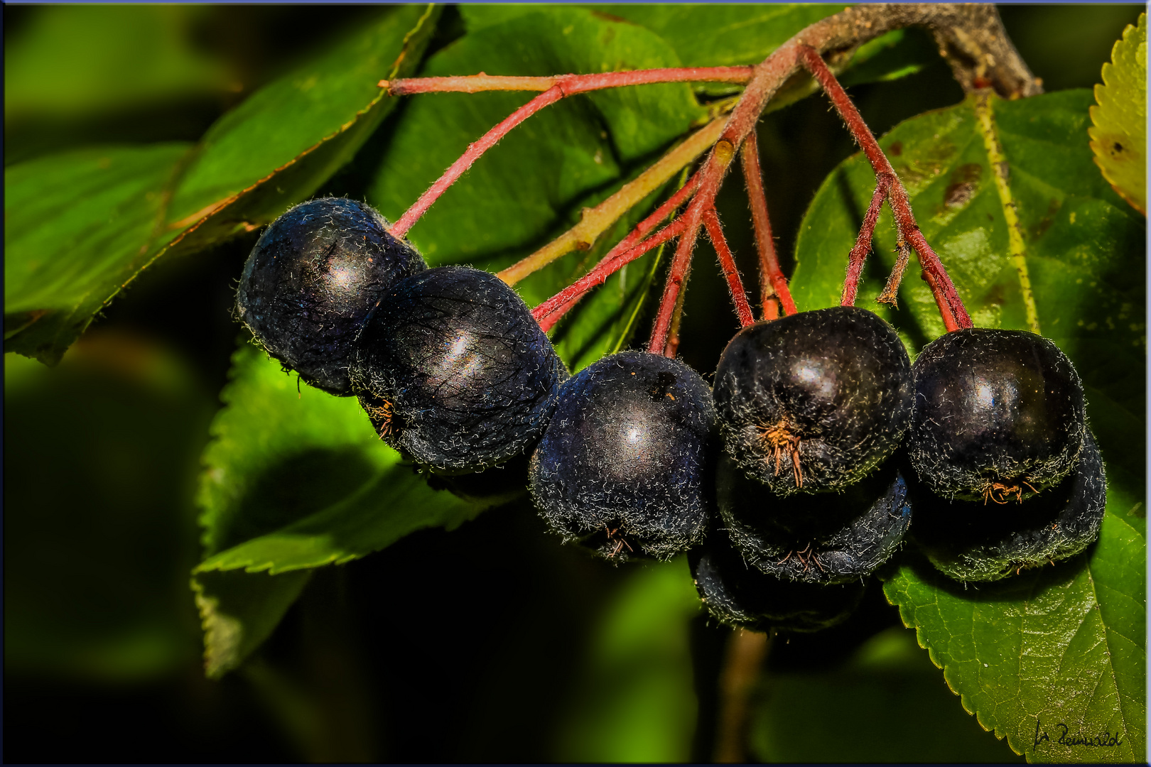 °° Beeren °°