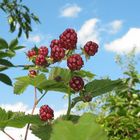 Beeren