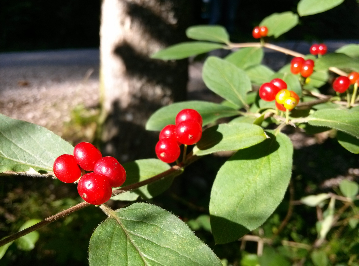 Beeren