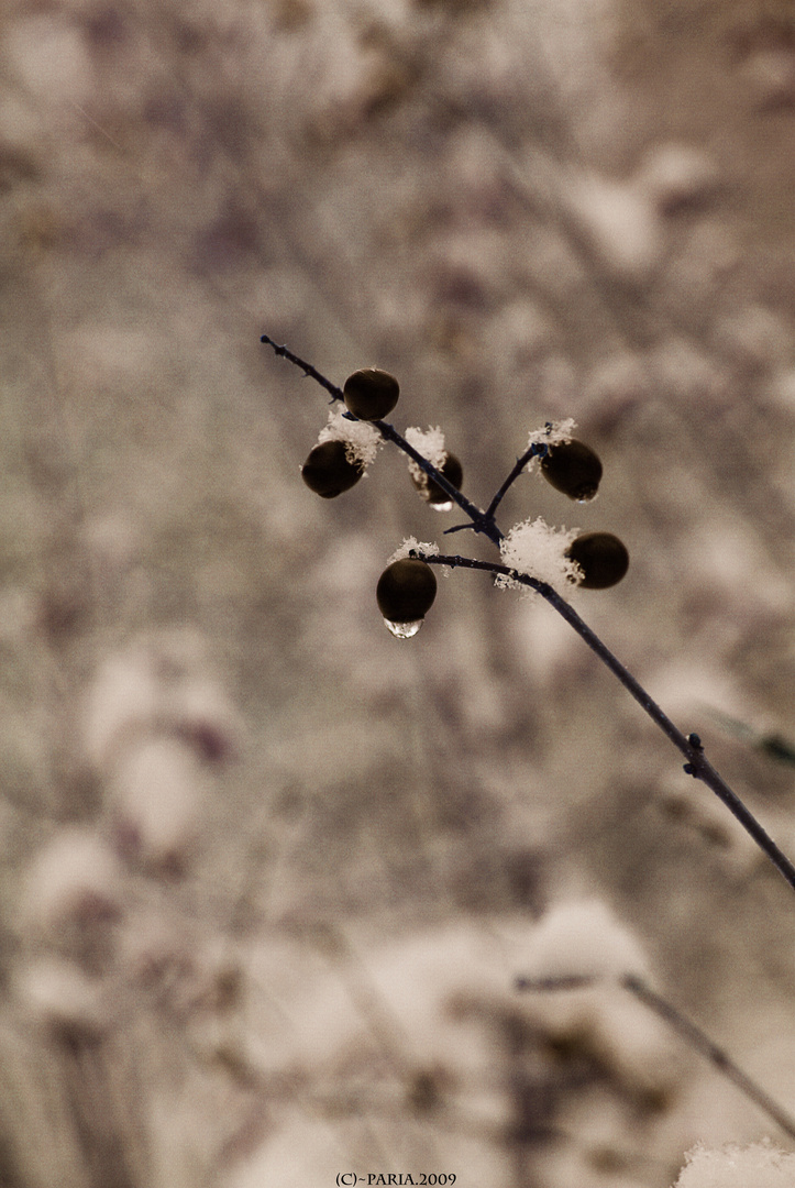 Beeren