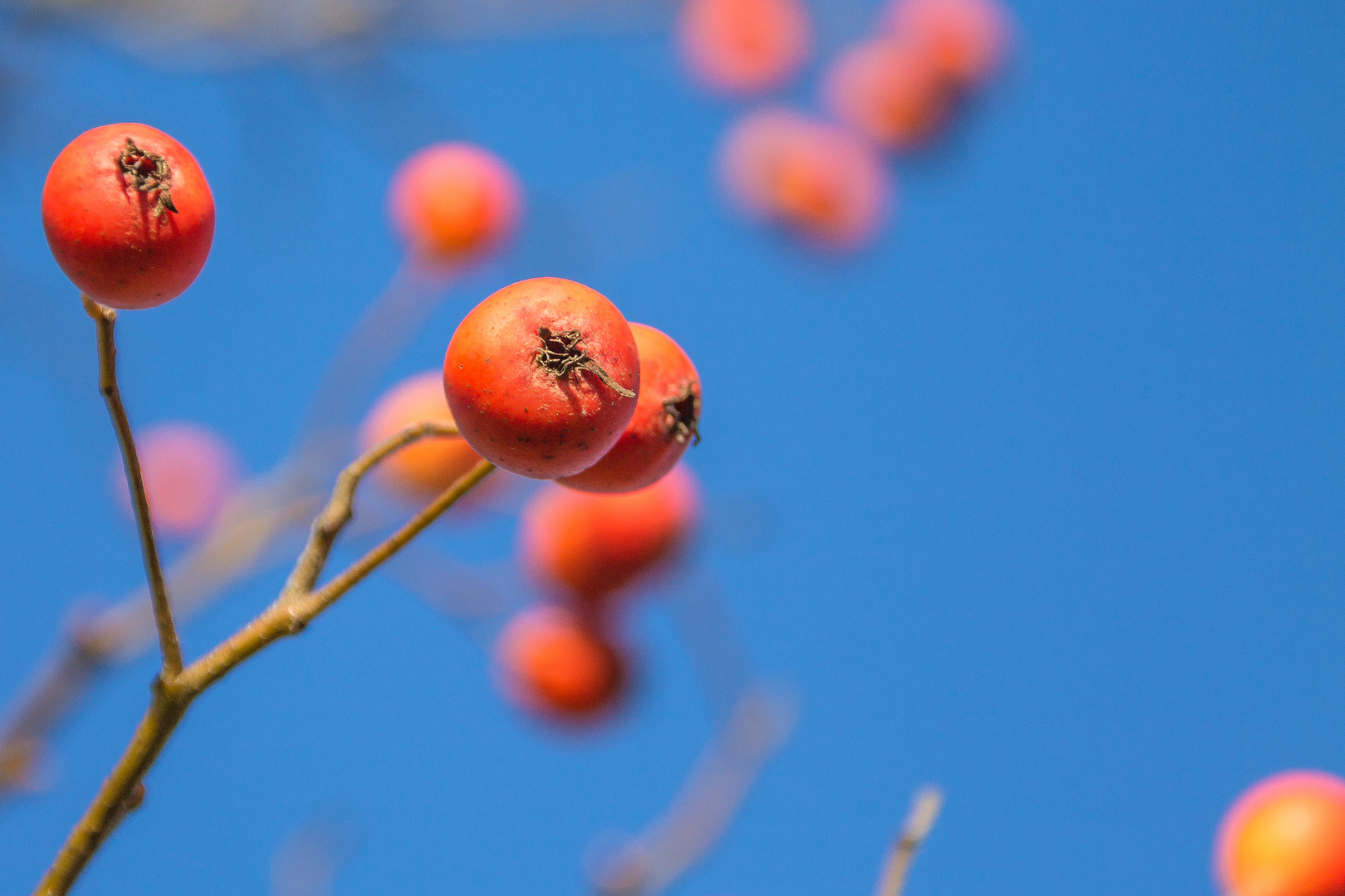 Beeren