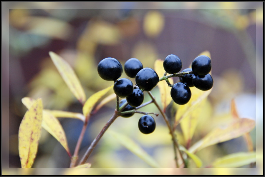 Beeren