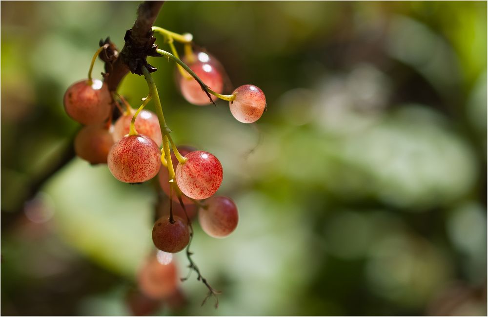 Beeren