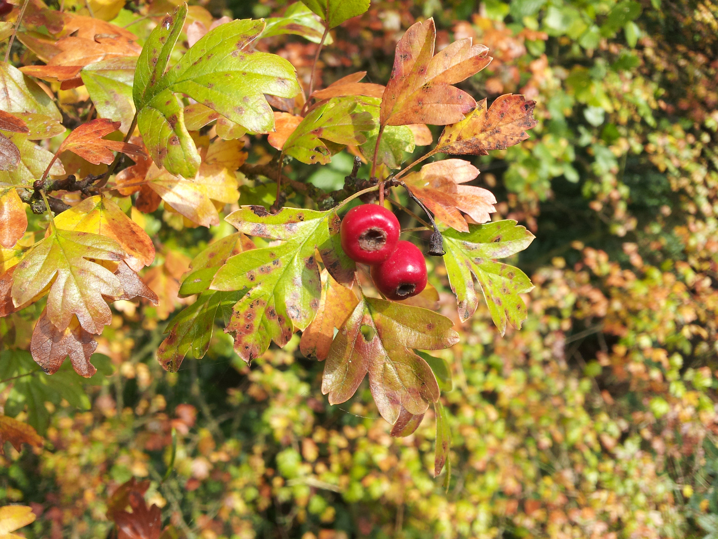 Beeren