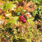 Beeren