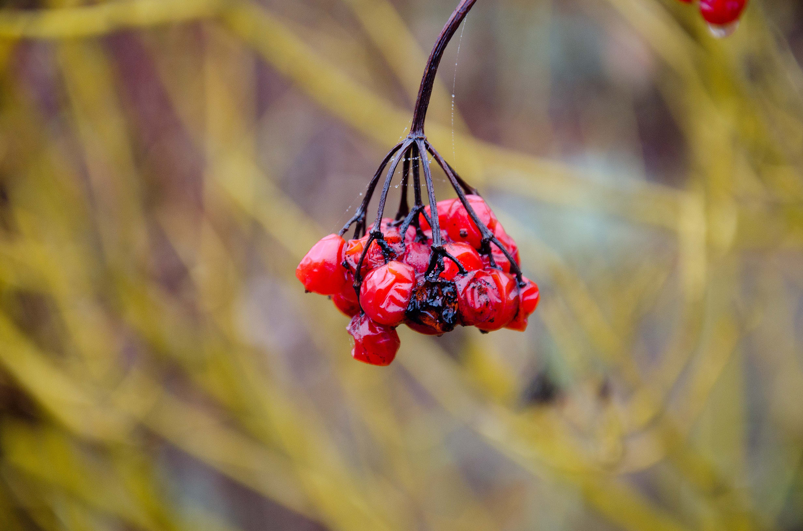 Beeren