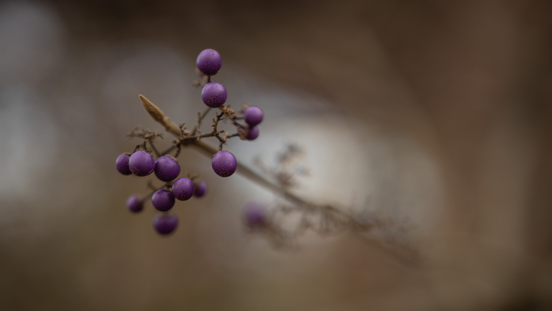 Beeren