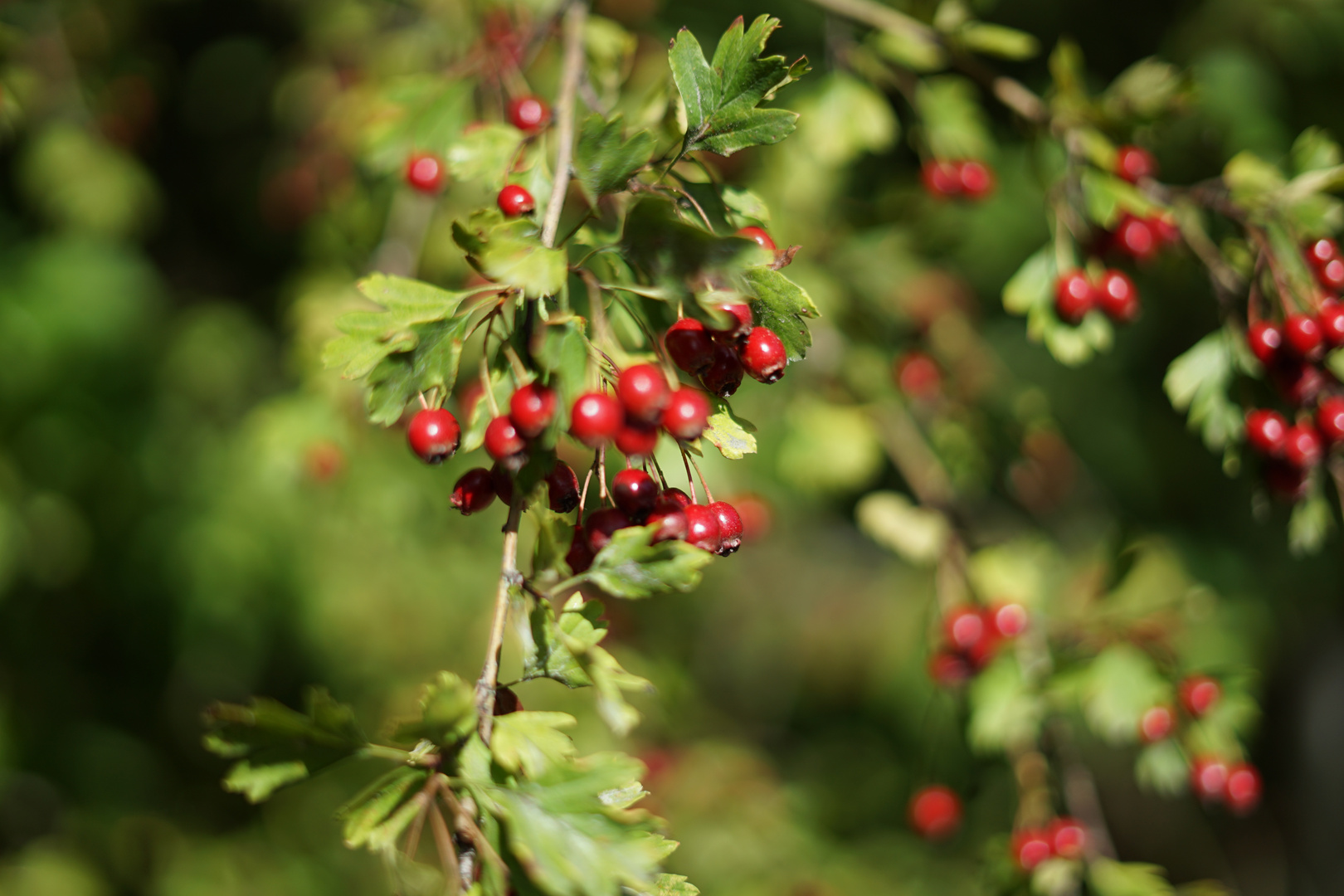 Beeren