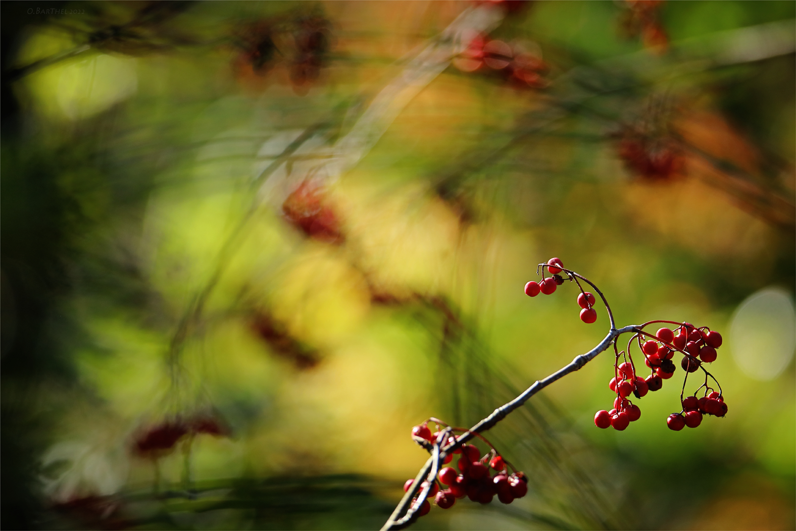 Beeren