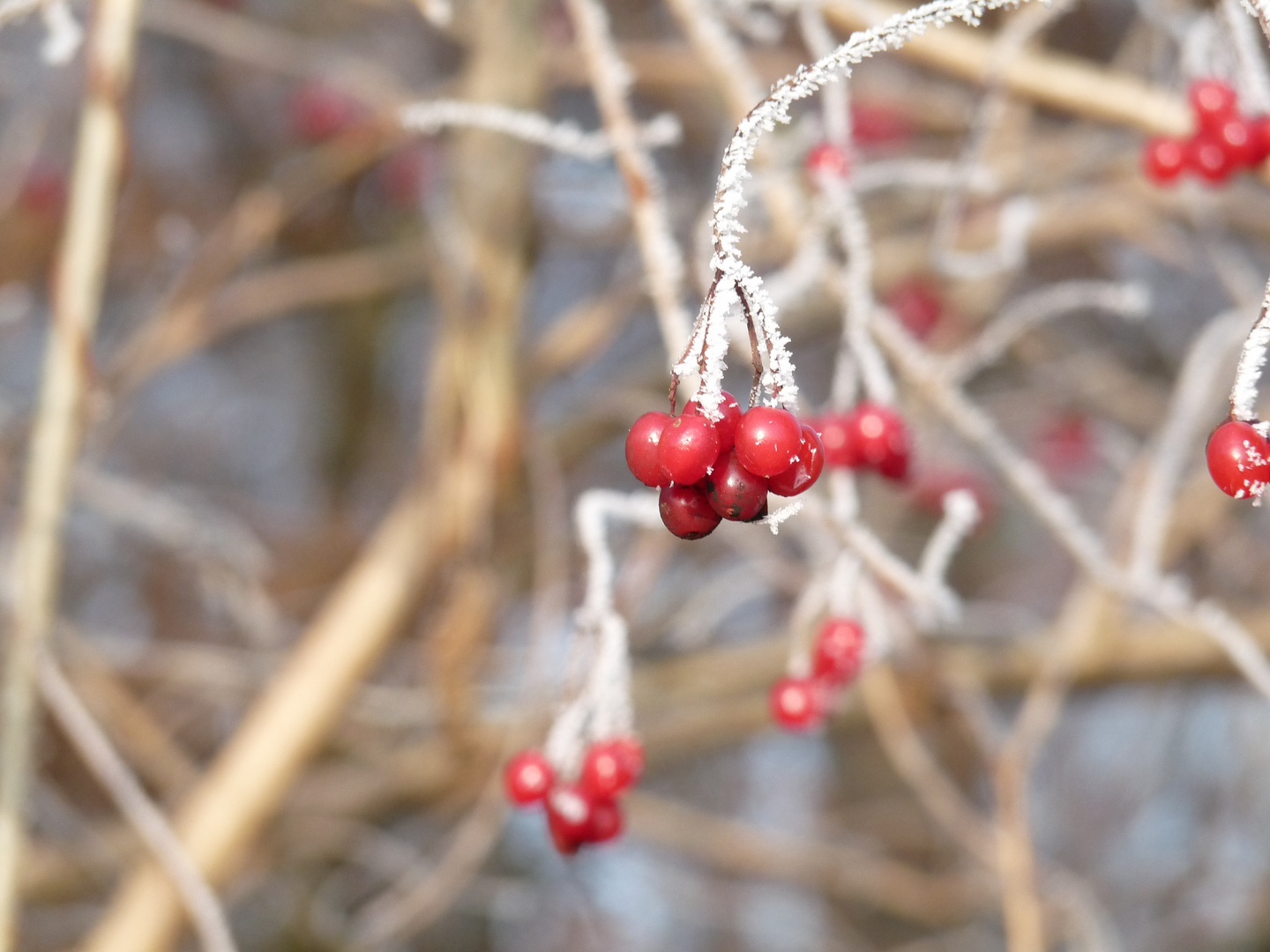 Beeren