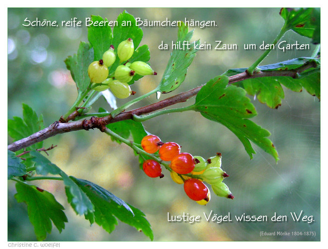 Beeren ...