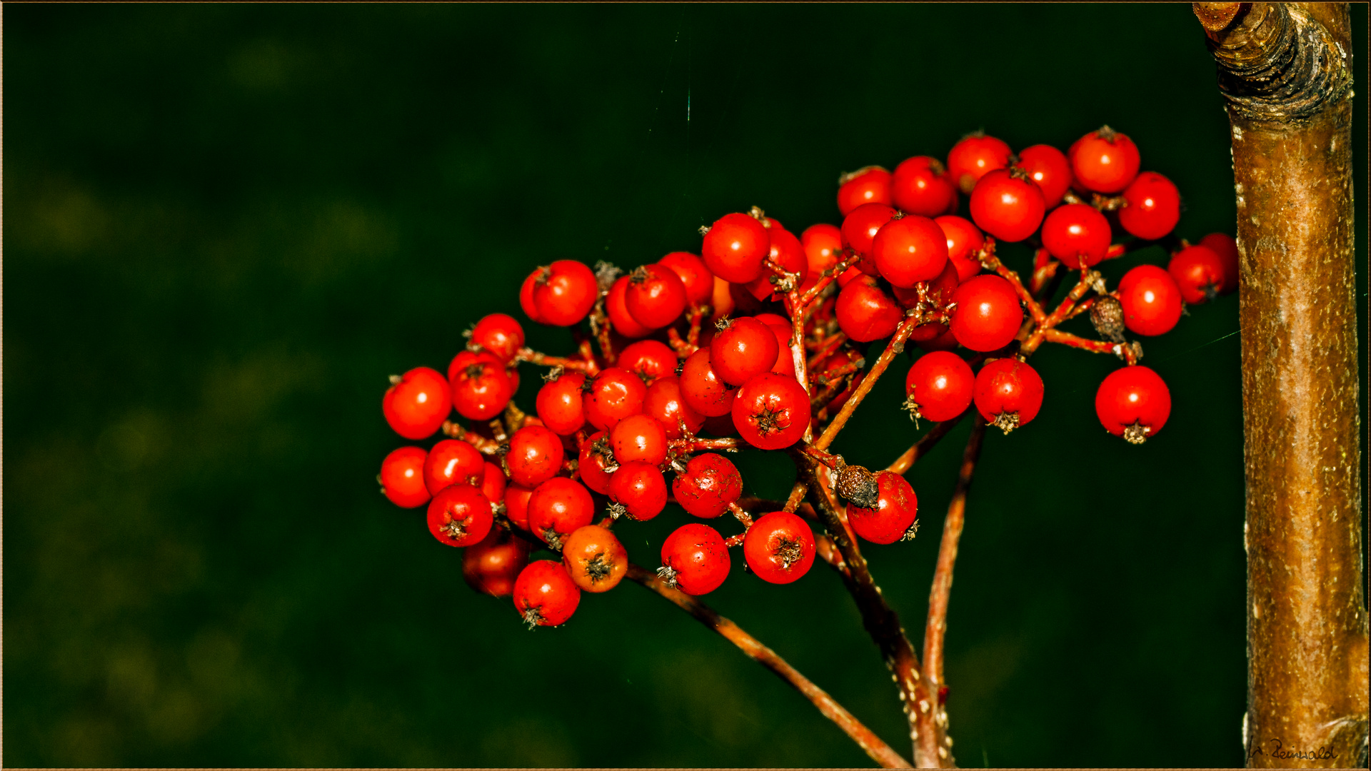 °°° Beeren °°°