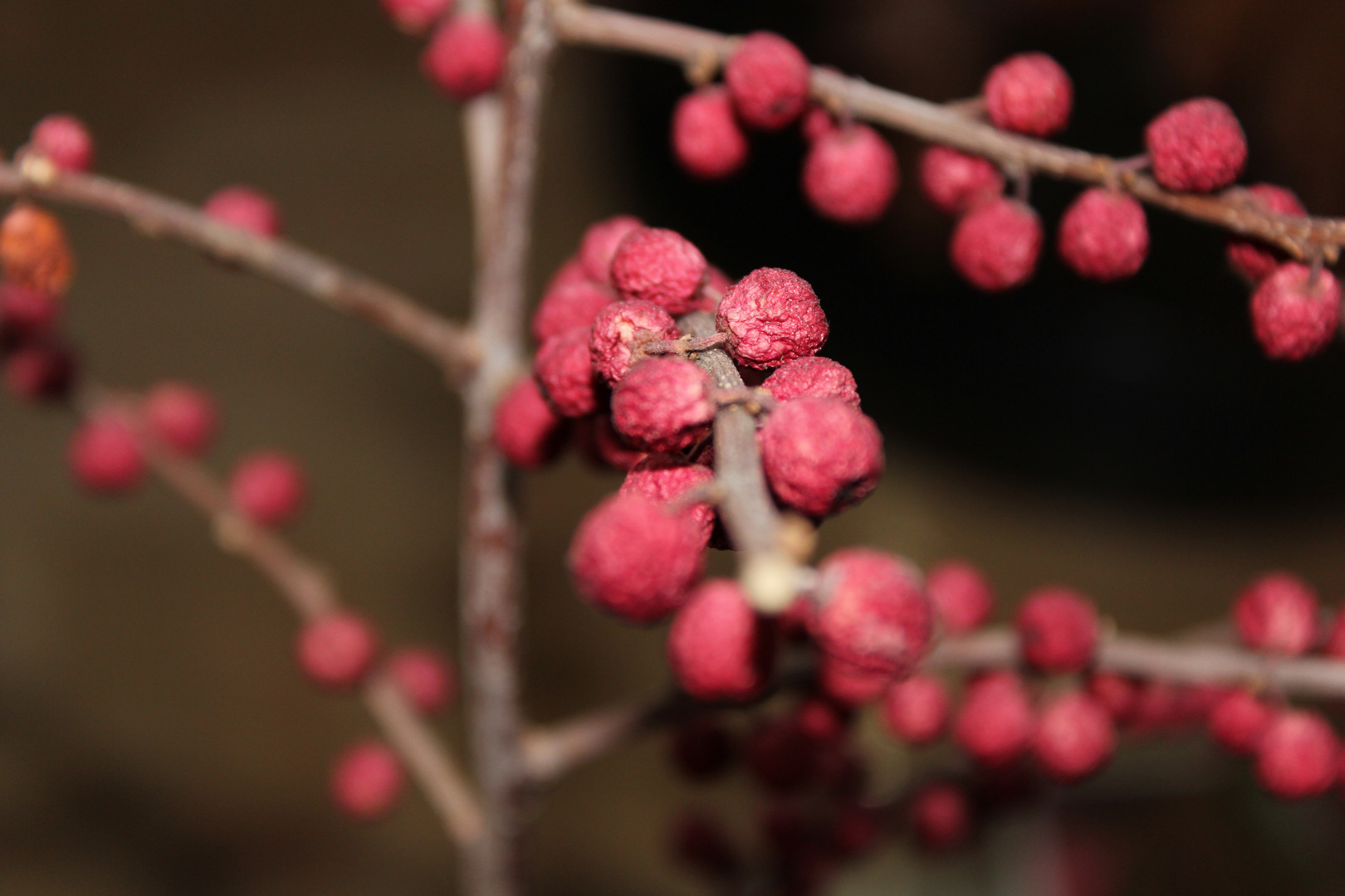 Beeren...