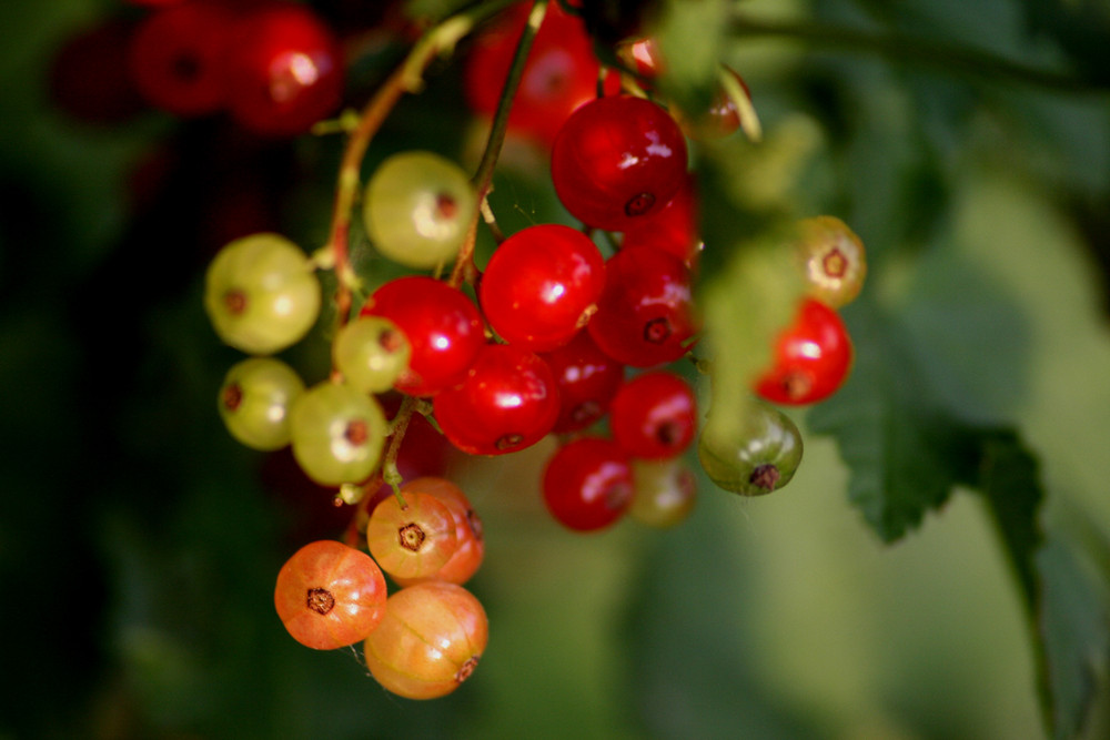 Beeren von Jörg. B. 