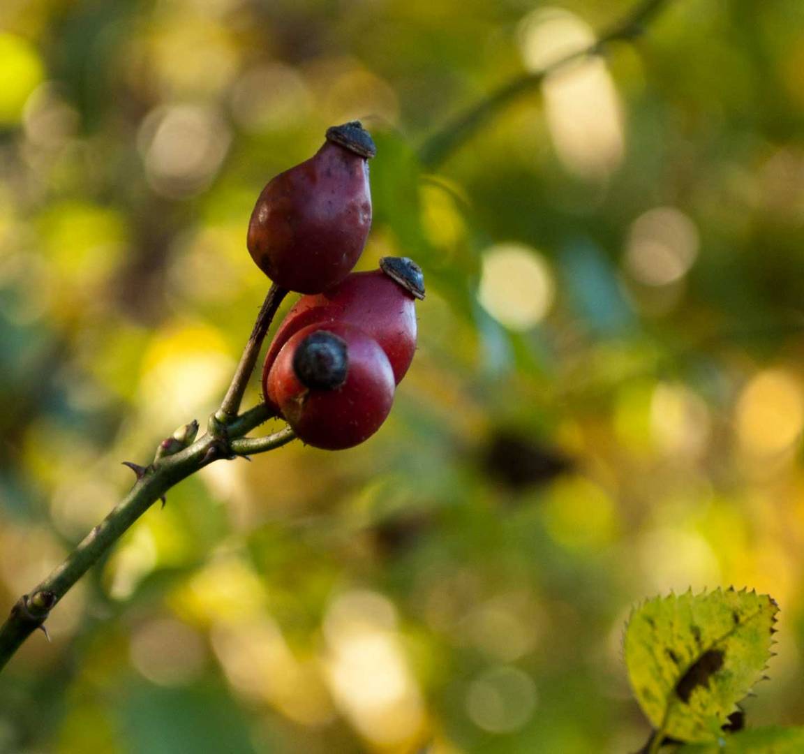 Beeren