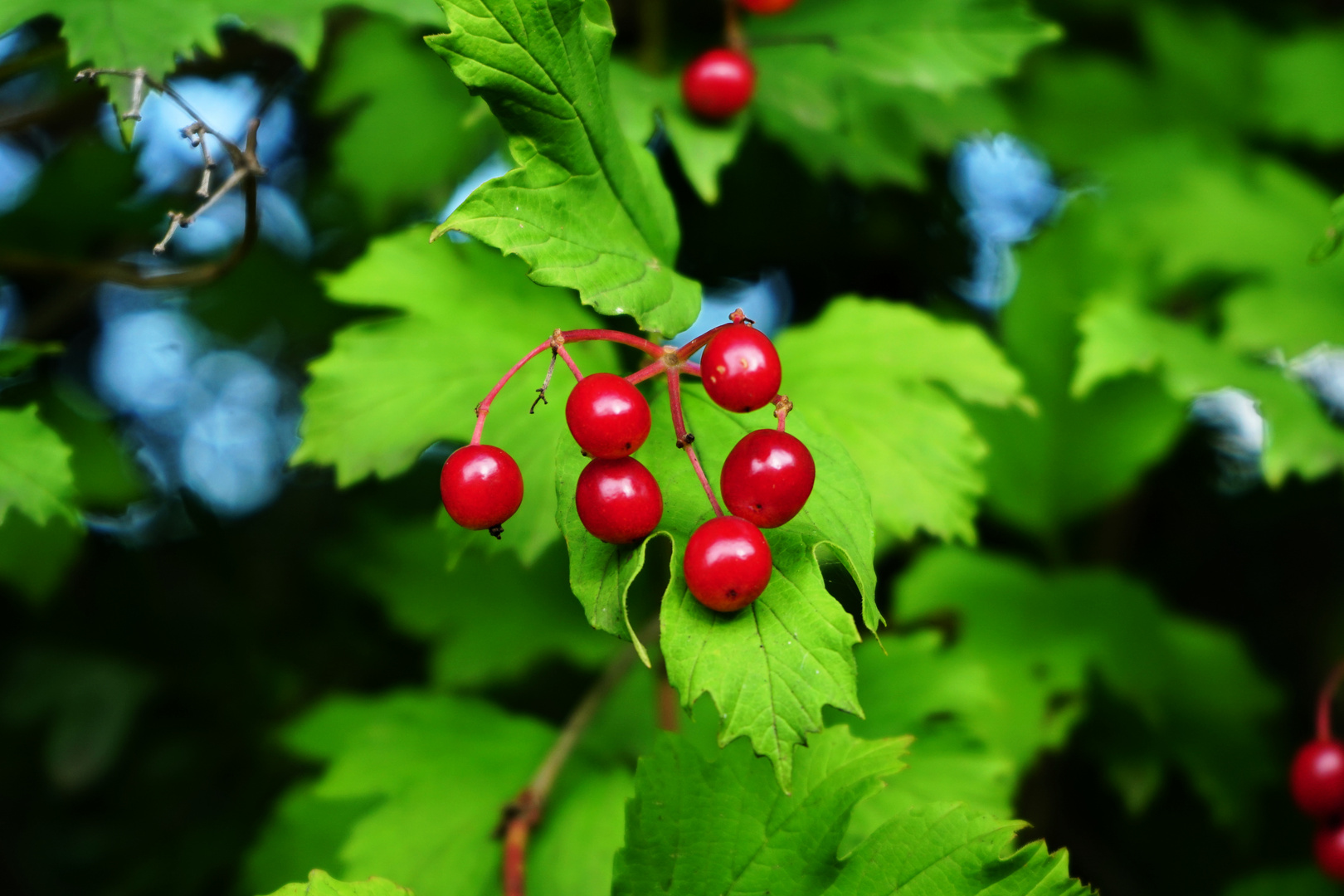 Beeren