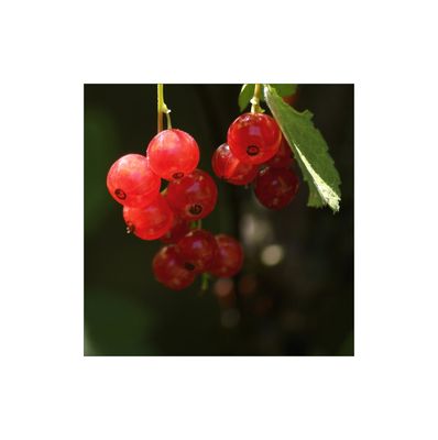 Beeren