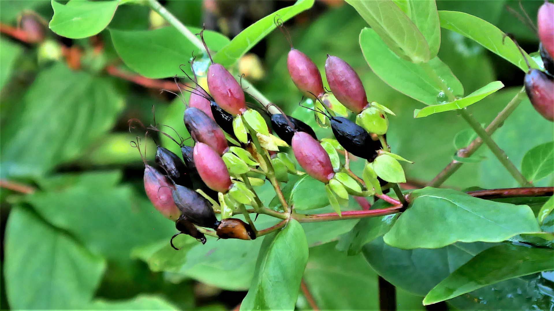 Beeren