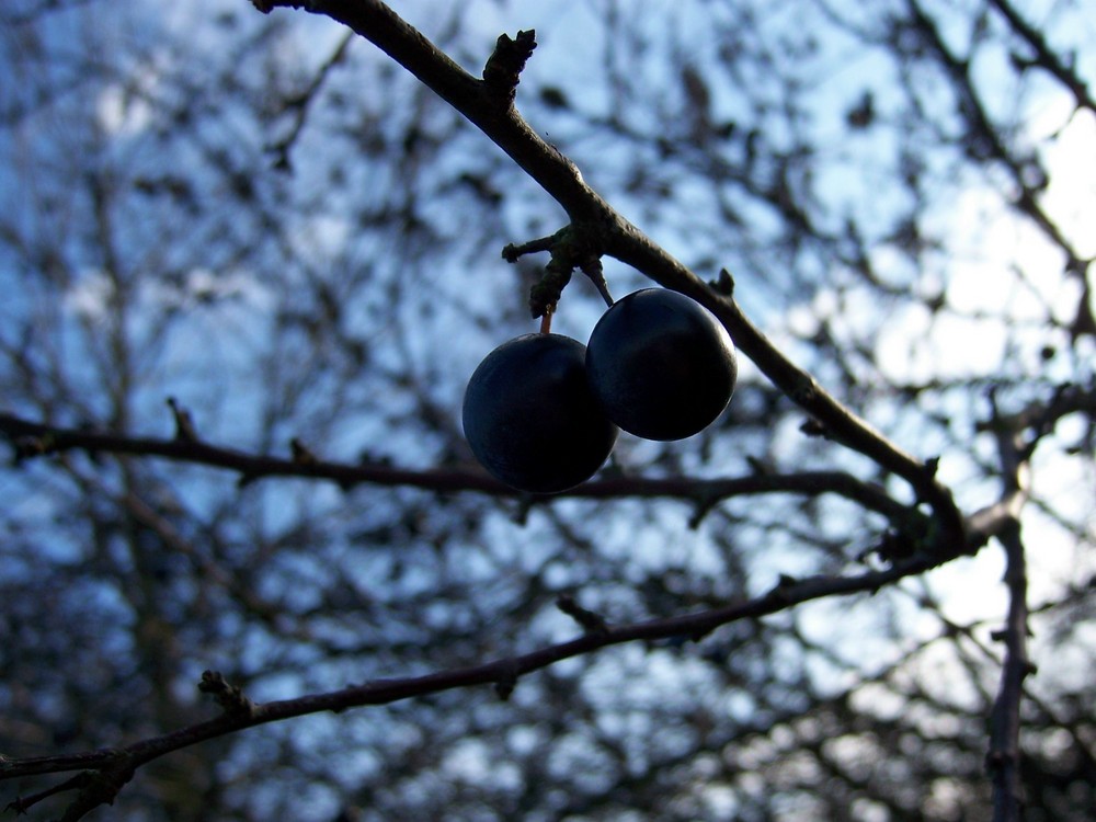 Beeren