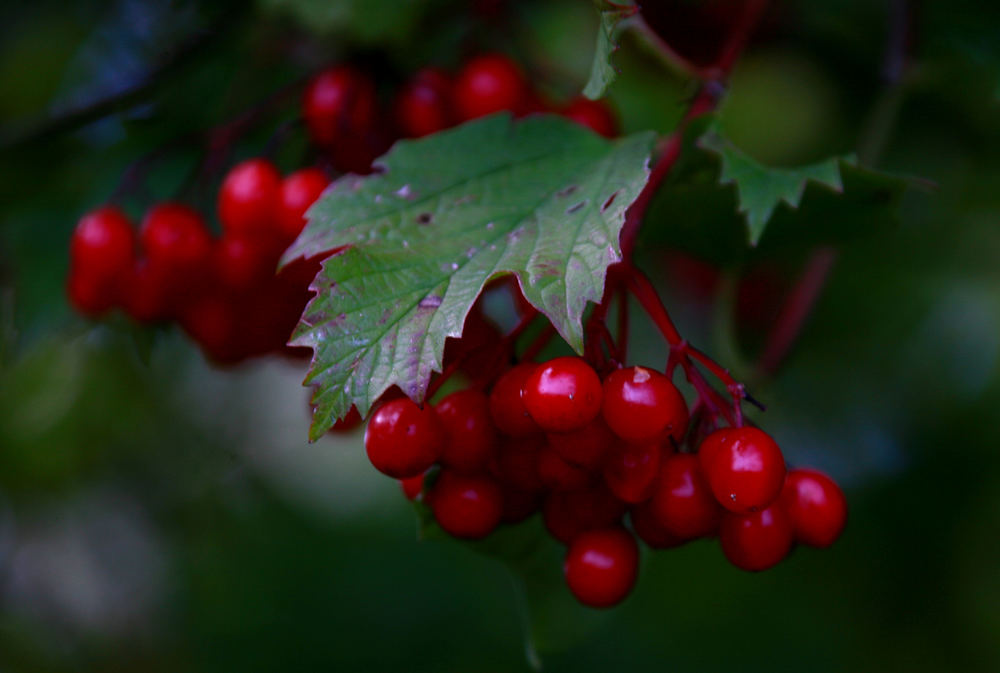 Beeren