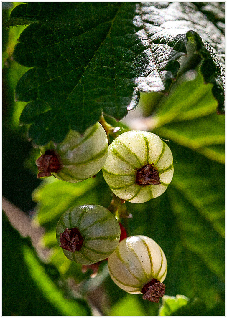 Beeren..