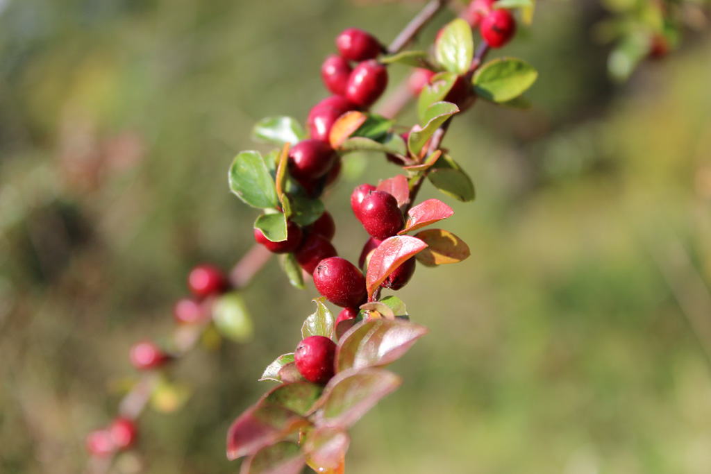 Beeren