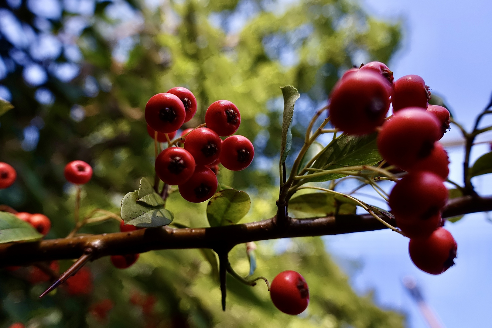 Beeren