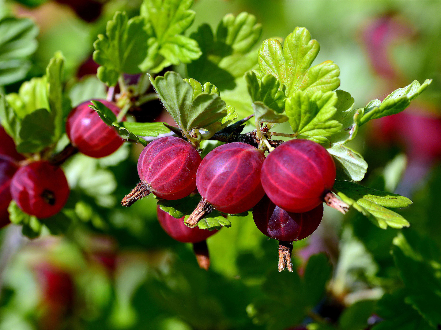 BEEREN Foto &amp; Bild | pflanzen, pilze &amp; flechten, früchte und beeren ...