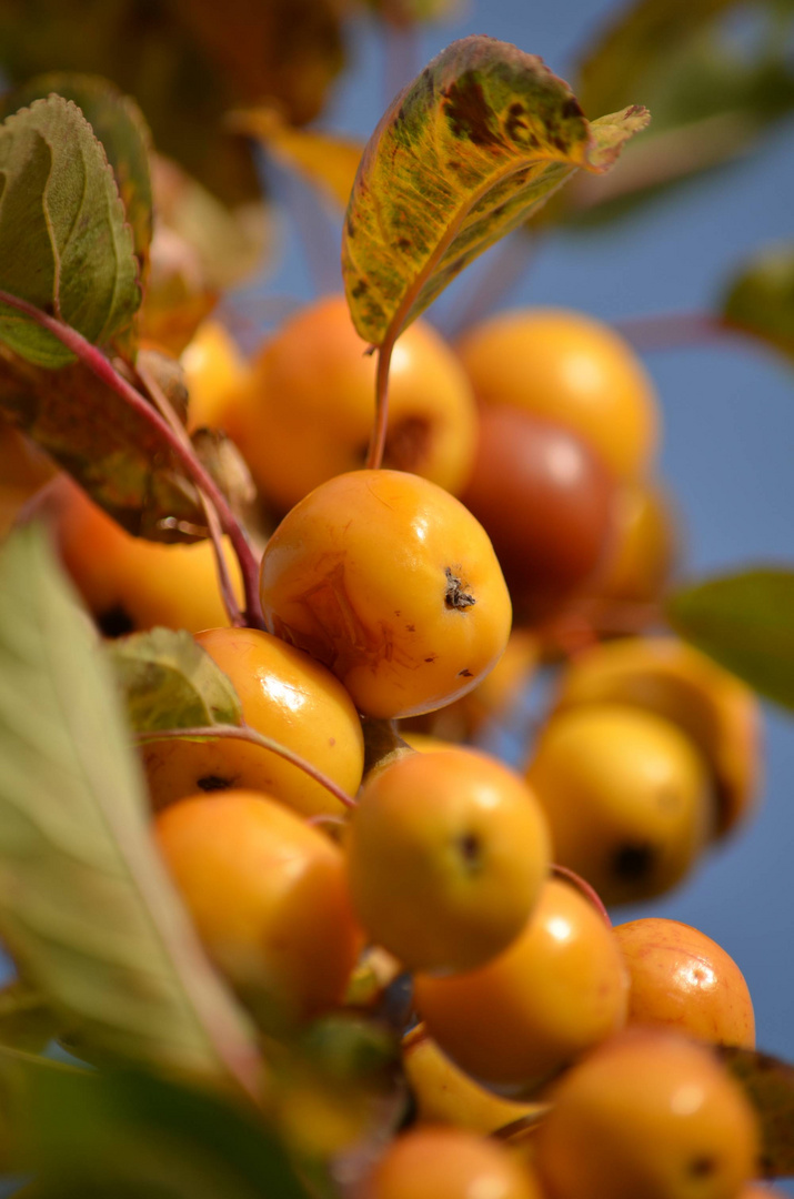 Beeren