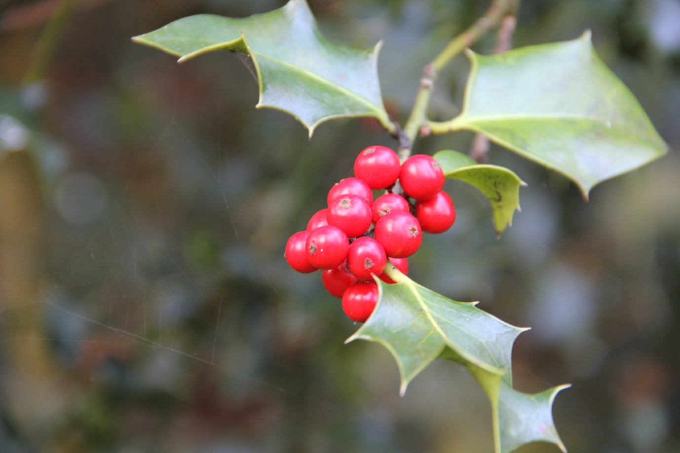 Beeren