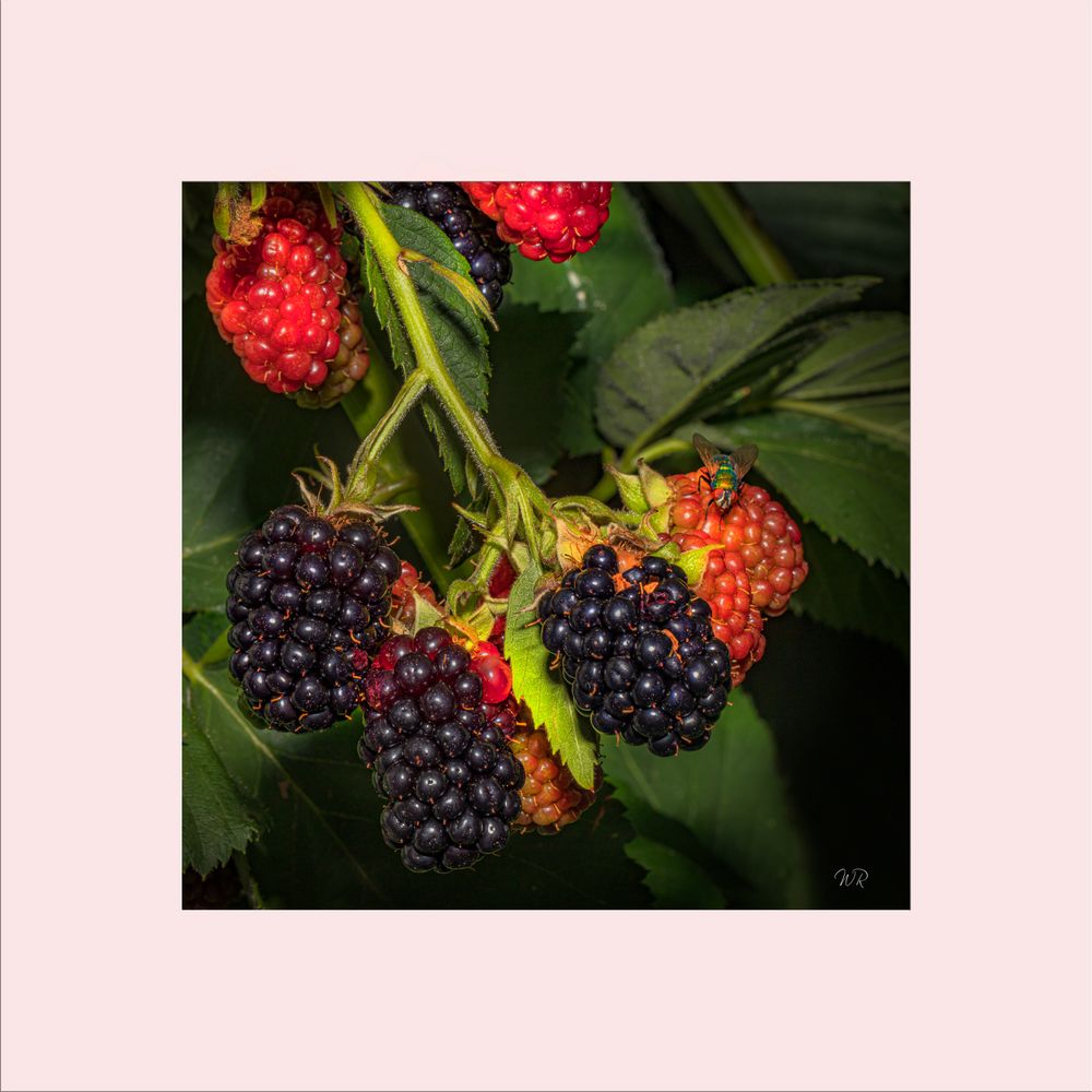 °° Beeren °°