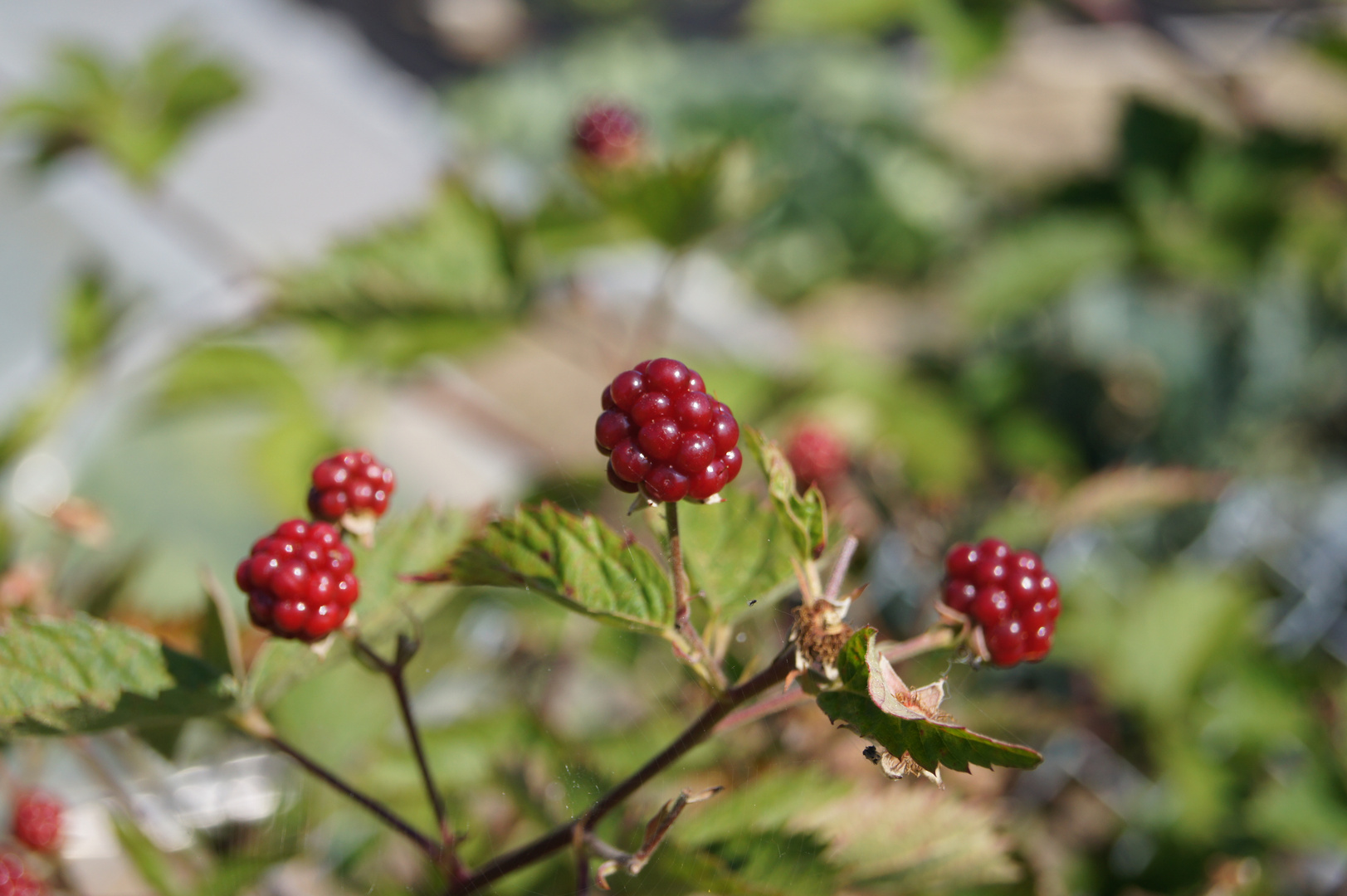 Beeren